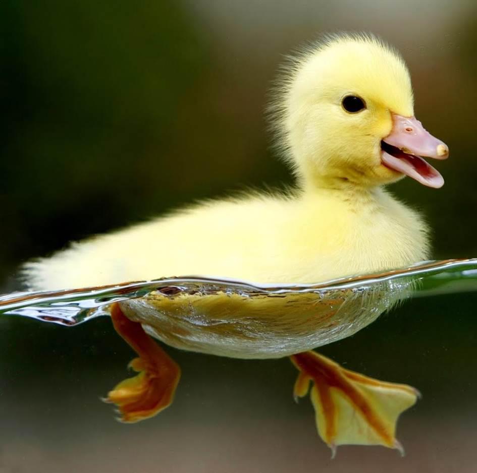 Cute-Duck