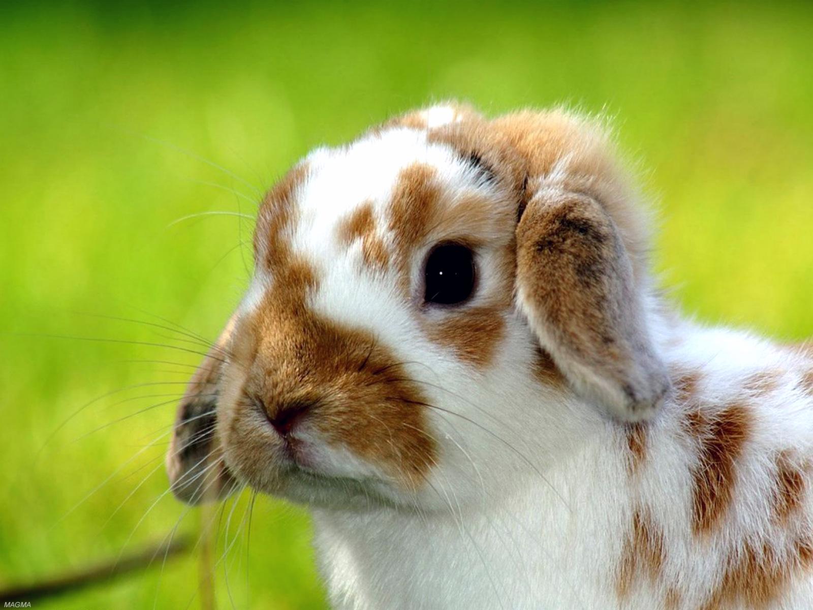 cute-rabbit