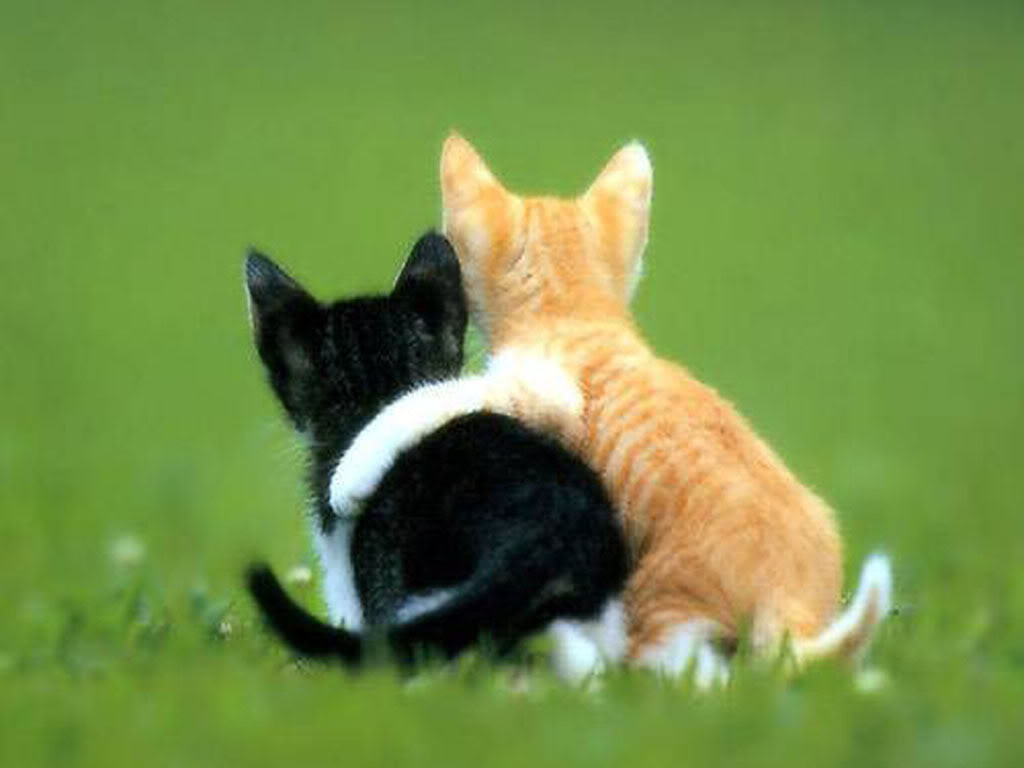 cute_animals-kittens