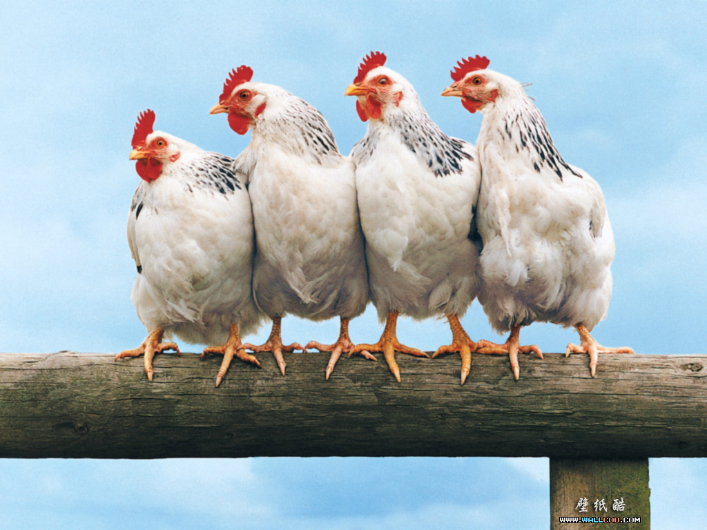 funny-farm-animals-chickens