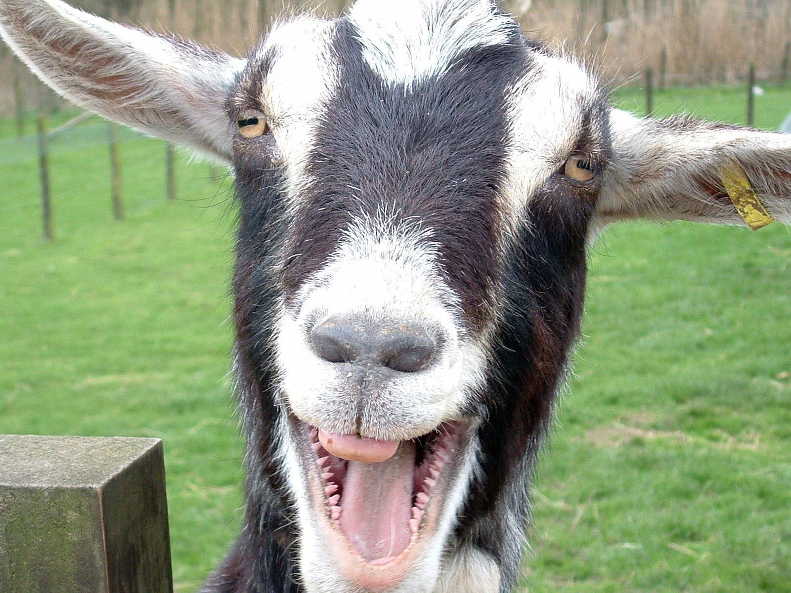 funny_animals_goat
